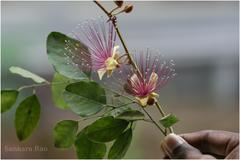 Capparis zeylanica